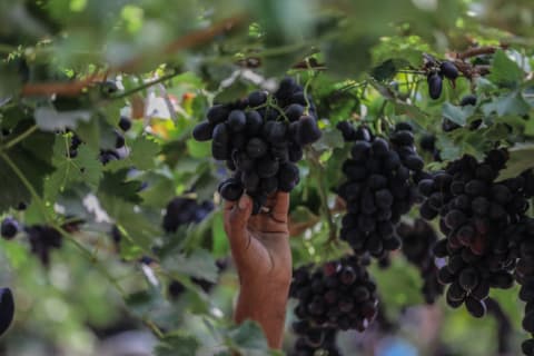 Scenes from a grape harvest in Egypt, 2023.