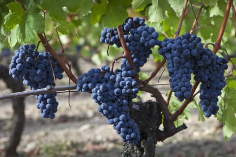 Merlot grapes at Chateau Lafleur in Bordeaux, France.