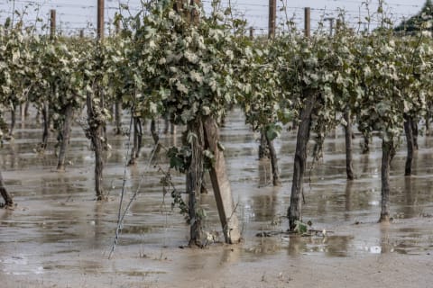 A flooded vineyard in Albereto, Italy, May 2023. 