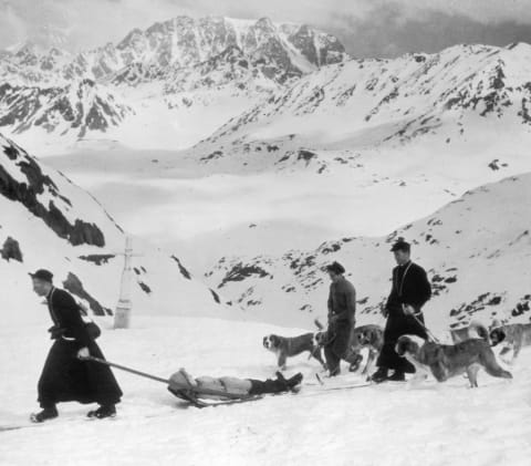 St. Bernards on an alpine rescue.