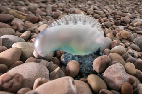 A Portuguese man o' war washed up on a beach.