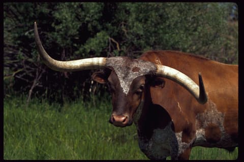 A longhorn steer.