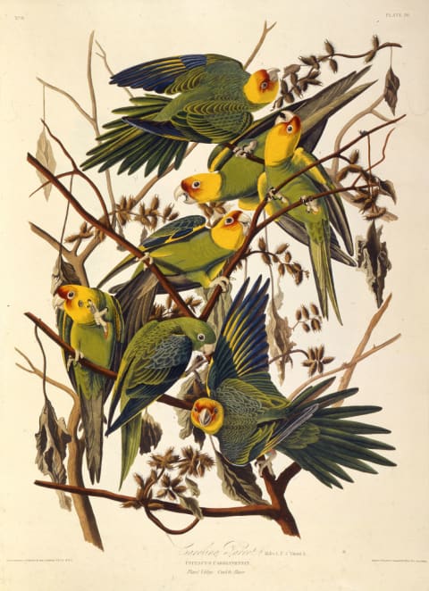 ‘The Carolina Parakeet’ by John James Audubon.