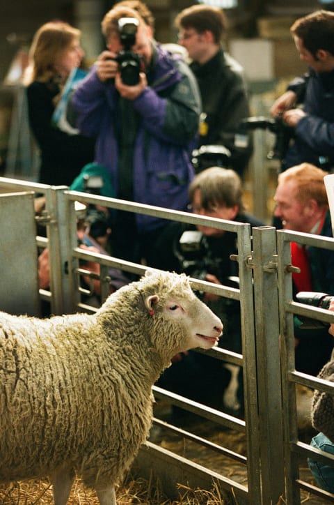 Dolly the cloned sheep meets the media in 1997.