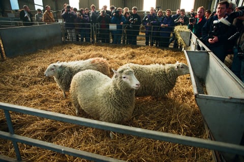 Dolly the cloned sheep and friends.