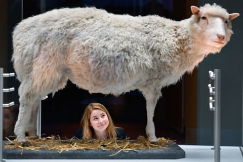 Dolly the taxidermied sheep is on display at the National Museum of Scotland in Edinburgh.