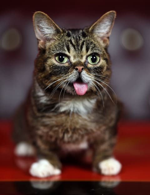 Lil BUB.