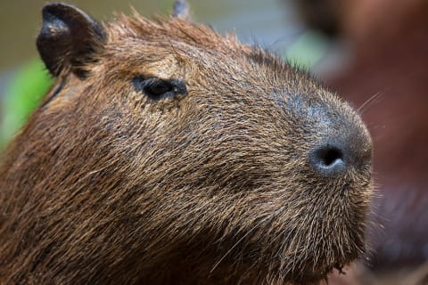 Capybaras have made themselves at home in Florida.