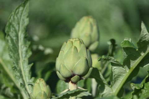 Artichokes.