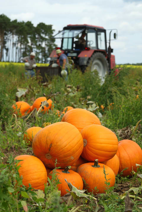 Pumpkins.