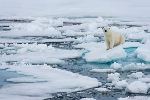 A polar bear (‘Ursus maritimus’) on pack ice.