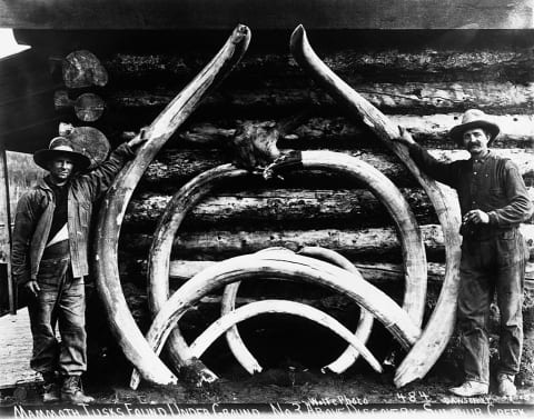 Men posing with mammoth tusks.