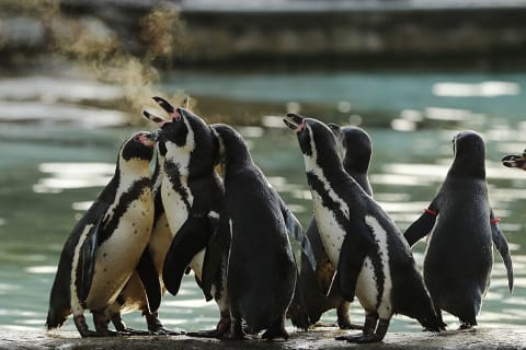 Despite what urban legends might have you believe, no one stole a penguin from an aquarium.