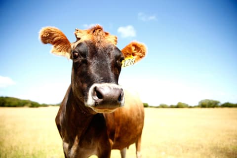 Could cows have something to do with the origin of the word ‘boo’?