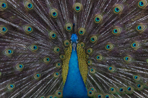 A peacock’s strut could be called “a flaunt-a-flaunt.”