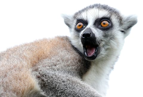 The word ‘lemur’ has a surprisingly spooky etymology.