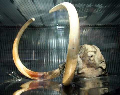 A mammoth taken from permafrost in Russia.