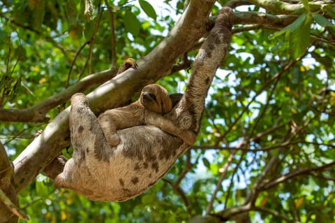 A three-toed sloth carrying a baby.