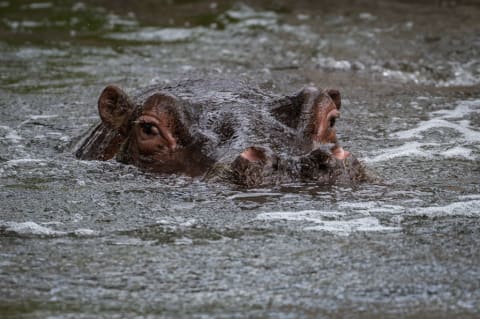 A hippopotamus.