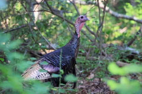 These turkeys get their name from the country.