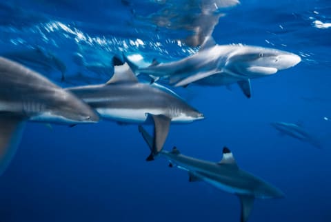 Blacktip reef sharks.