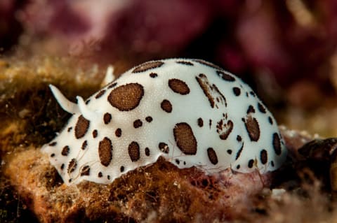 A sea slug.