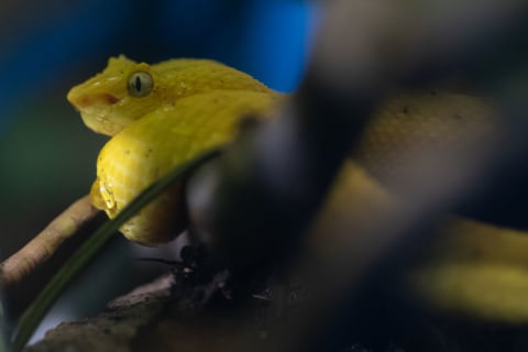 An eyelash viper.