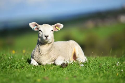 Lambs are known to bleat—and so are informants.