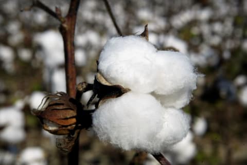 Cotton—or, as the Germans call it, “tree wool.”