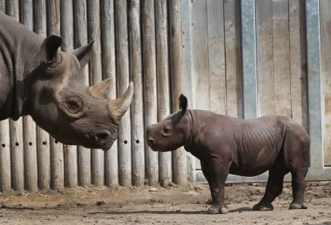 The German word for “rhinoceros” translates to “nose horn.”