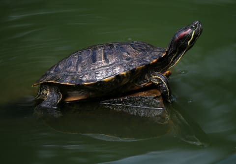 Turtles are “shield toads” in German.