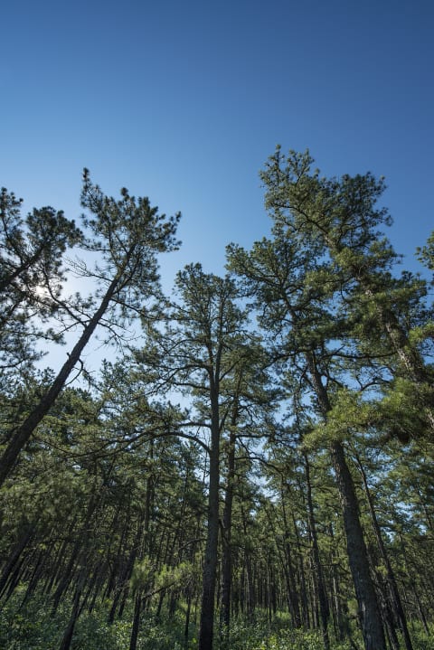 The Pine Barrens.