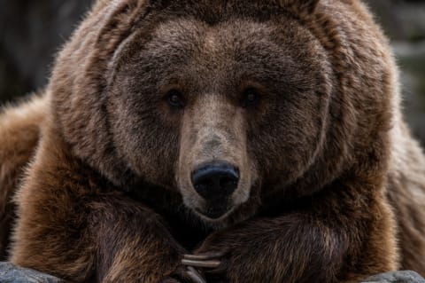 Bears show up in an early American version of “The Twelve Days of Christmas.”