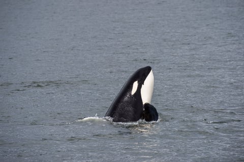 Orcas got a little too close to some boats in 2023.