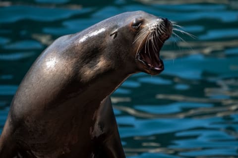 Some sea lions got aggressive in 2023.