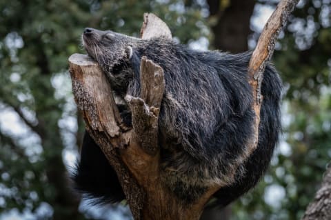 A sleeping binturong (‘Arctictis binturong’), also known as the bearcat.