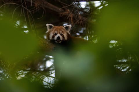 A red panda (‘Ailurus fulgens’) resting in a branch.