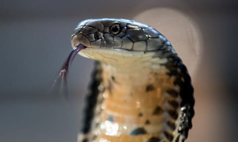 A King Cobra (‘Ophiophagus hannah’).