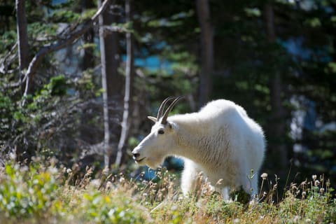 A mountain goat (‘Oreamnos americanus’).