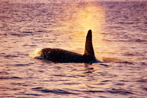 An orca (‘Orcinus orca’) hunting.