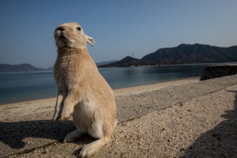 Bunnies attract tourists Ōkunoshima.