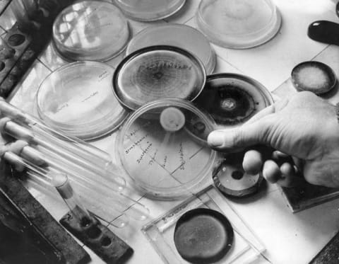 A Petri dish of penicillin, 1954.