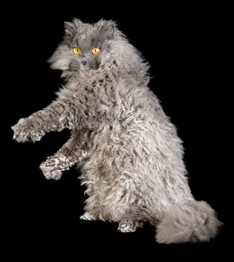 A Blue longhaired Selkirk Rex cat.