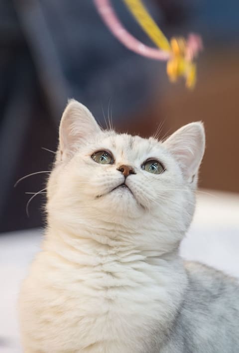 A purebred Burmilla cat.