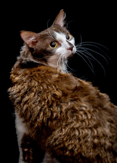 A chocolate and white bicolor LaPerm cat. 