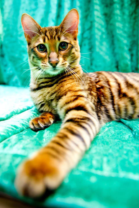 A Toyger cat.