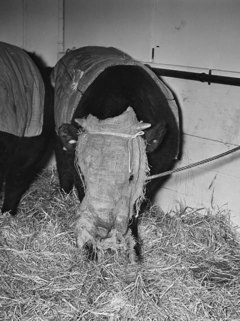 A cow at the Smithfield Show at Earl’s Court Exhibition Centre wearing a mask to guard against air pollution during the Great Smog of 1952. 