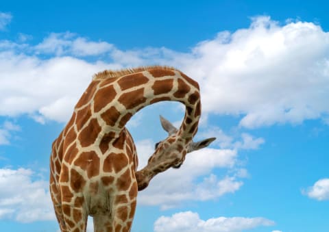 Female reticulated giraffe stretches at Samburu National Reserve in Kenya.