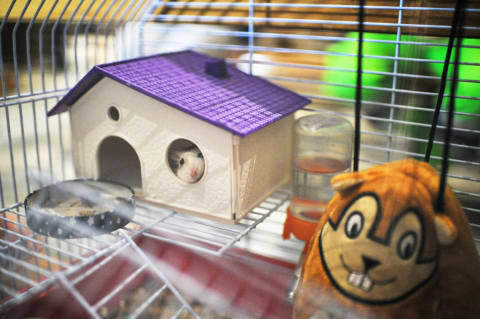 Hamsters prefer to live alone.