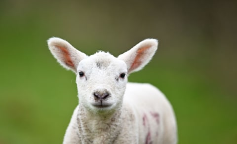 Lambs have long been associated with spring.